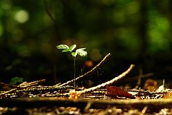 Das Bild zeigt einen jungen Pflanzentrieb, hellgrün schiebt er sich aus dem Waldboden. Oben verzeigt er sich bereits zu zwei Blättern.