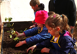 Kinder stehen an einem Hochbeet und pflanzen Gemüsesetzlinge ein. 