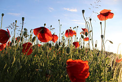 Zu sehen ist ein Feld voller Mohnblumen im Sonnenschein.
