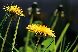 Großaufnahme von zwei Löwenzahn-Blüten