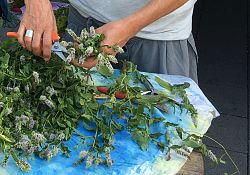 Wochenmarkt_Werkstattangebote_Kräuterbüschel binden