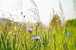 Das Bild zeigt eine Großaufnahme von Kräutern im Vordergrund, im Hintergrund verschwommen die Wiese  