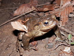 Kröte auf dem Boden