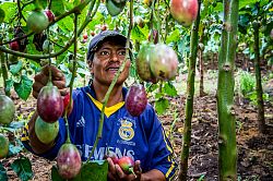 Aurelio Cabascango bei der Arbeit im Feld 