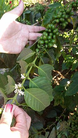 Das Bild zeigt Frauenhände mit rot lackierten Fingernägeln die einen Strang einer Kaffeepflanze mit grünen Bohnen in Alajuela in die Kamera halten.