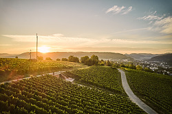 Das Foto zeigt den Sonnenuntergang über den Weinreben am Schutternlindenberg in Lahr mit Blick auf die Häuser der Stadt und in der Ferne sind die umliegenden Berge zu sehen.