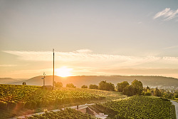 Das Foto zeigt den Sonnenuntergang über den Weinreben am Schutternlindenberg in Lahr mit Blick auf die Häuser der Stadt und in der Ferne sind die umliegenden Berge zu sehen.