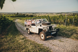 Offener Landrover mit mehreren Personen fährt auf einem Schotterweg durch eine Weinberglandschaft.
