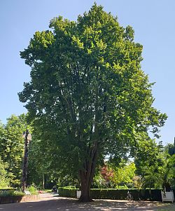 Linde im Lahrer Stadtpark