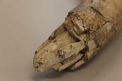 Detailaufnahme eines Mammustoßzahns. Der Stoßzahn ist zersplittert und porös.