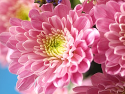 Großaufnahme einer Chrysanthemenblüte in der Farbe Rosa