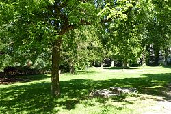 Große Grünfläche mit vielen Bäumen und im Hintergrund ein Tor von einem Fussballfeld