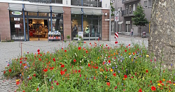 eine Blühwiese in der Kreuzstraße rund um einen Baum. Es blühen verschiedene bunte Blumen.