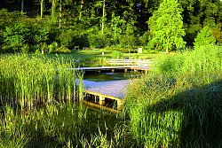 Das Bild zeigt einen Teil des Badebereichs im Naturbad Sulz, dahinter das Ufer mit Wiese und Wald im Vordergrund Schilf und Holzstege um den Wasserbereich.