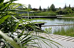 Das Bild zeigt ein Becken im Naturbad Sulz, außen herum verläuft ein Holzsteg, im Vordergrund eine schilfartige Pflanze, im Hintergrund Gebäude und Bäume