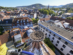 Kamera zeigt von oben das Storchennest auf dem Lahrer Storchenturm