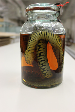 Das Foto zeigt eine Art Einmachglas. Darin befindet sich zusammen gerollt eine Schlange in einer Flüssigkeit