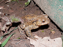 Eine braune Kröte wandert an einer dunkelgrünen Leiteinrichtung entlang