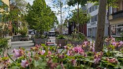 Auf dem Lahrer Urteilsplatz stehen viele mobile Pflanzen in Kübeln