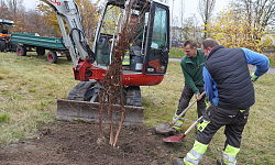 Pflanzaktion des BGL, die einen Baum mit einem Minibagger pflanzen