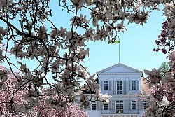 Das Bild zeigt das Rathaus 1 in Lahr, ein Gebäude von Hans Voß nach Entwürfen von Friedrich Weinbrennerschüler mit einer weißen klassizistischen Fassade mit und zwei Balkonen über dem Eingang. Im Vordergrund rechts und links roséfarbene Kirschblüten.