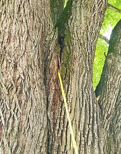 Linde im Lahrer Stadtpark: mit einem Metermaß wird der Riss in der Stammverzweigung angezeigt