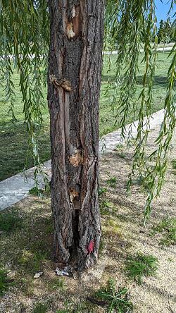 Das Bild zeigt einen geschädigten Baumstamm