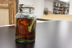 Es ist eine leblose Schlange in einem Einmachglas zu sehen. Ihr Körper ist mehrfach gewunden. Sie liegt in einer bräunlichen Flüssigkeit. Auf dem Bild ist die Unterseite ihres Kopfendes im Vordergrund.