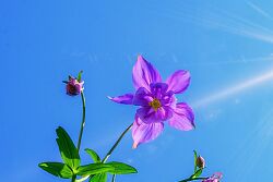 UV-Strahlung Sonnenstrahl Blume