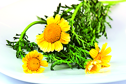 Das Bild zeigt eine Blume, die Chrysantheme in gelber Farbe, die zum Verzehr geeignet ist. 