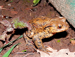 Zu sehen ist eine Erdkröte, die zwischen kleineren Pflanzen auf feuchtem Erdboden sitzt.
