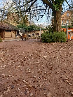 Schafe, Lamas, Pony und Dammwild im alten Tiergehege während des Umbaus des Tiergeheges 2022 im Lahrer Stadtpark, realisiert u.a. durch den Lahrer Stadtgulden