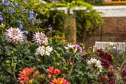 Zu sehen ist ein Blumenarrangement aus verschiedenfarbigen Dahlien im Stadtpark Lahr.