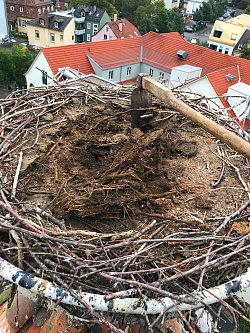 Blick von oben ins Storchennest auf dem Lahrer Storchenturm mit einer Hacke zum Entfernen des Nistmaterials. Im Hintergrund Dächer der Gebäude in der Lahrer Innenstadt.