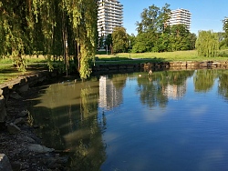 Das Foto zeigt den Teich im Lahrer Kleinfeldpark inmitten von Bäumen, im Hintergrund die Hochhäuser der Römerstraße