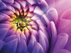 Lila Chrysantheme in der eine Biene sitzt