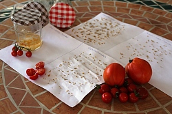 Tomaten und Tomatensamen, die auf einem Blatt zum trocknen ausgelegt sind.