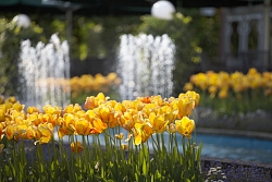 Erlebe Lahr: Tulpenblüte im Stadtpark in Lahr/Schwarzwald beim Tulpenfest