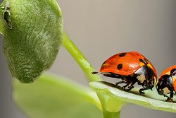 VHS_Bedrohte Vielfalt der Insekten