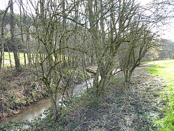 Ufergehölz am Gereutertalbach, noch nicht zurückgeschnitten