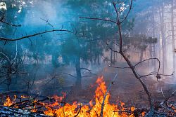 Zu sehen ist ein Brand in einem Wald. im Vordergrund liegende Baumstämme mit lodernden Flammen, dahinter Kiefernwald.