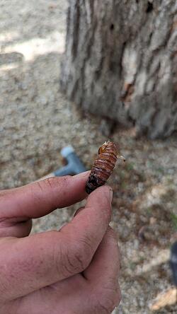 Das Bild zeigt eine Raupe des Weidebohrers