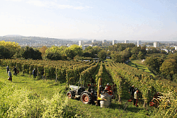 Arbeit im Weinberg mit Blick auf Lahr