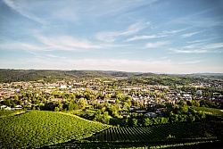 Das Foto zeigt die grünen Weinreben auf dem Schutterlinderberg und im Hintergrund sieht man die vielen grünen Bäume und die Häuser der Stadt Lahr.