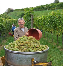 Das Bild zeigt Hans Wöhrle bei der Arbeit inmitten der Weinberge. Vor ihm ein großer Bottich in den er seinen mit Trauben gefüllten Eimer leert.