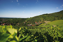 Weinreben auf dem Zeller Abtsberg, im Hintergrund Häuser