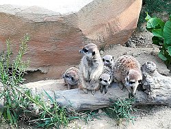 Fünf Erdmännchen hocken auf einem Baumstamm, dem am Boden vor einem großen Stein liegt. Es sind drei Jungtiere und zwei ältere Tiere.