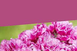 Erlebe Lahr, Blütensonntag in Lahr mit Biomarkt und Altstadt Antikmarkt