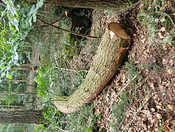 Ein krummer, ganzer Baumstamm liegt auf dem Waldboden. Aus diesem Stamm wurde die Gruppe hergestellt