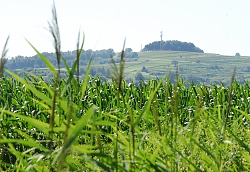 Das Bild zeigt über ein Maisfeld hinweg einen Blick auf den Schutterlindenberg mit seiner typischen Baumkappe.